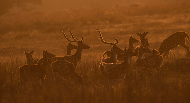 tiger safari in Rukhad